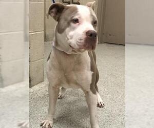 Mutt Dogs for adoption in Conroe, TX, USA