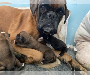 Mother of the Boxer puppies born on 04/06/2024