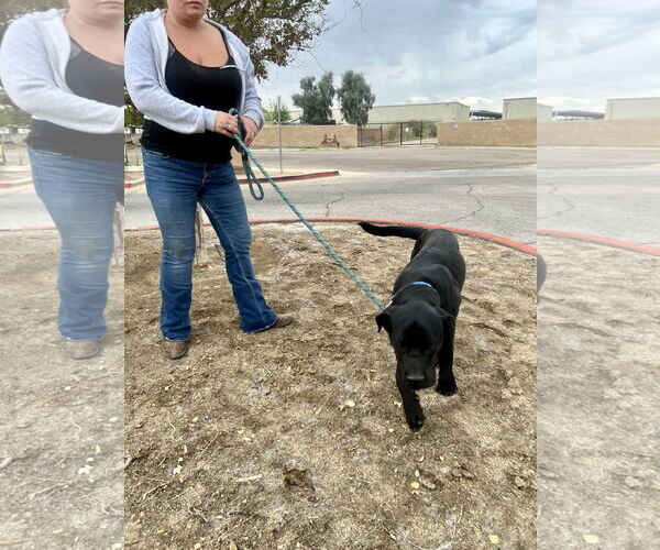 Medium Photo #6 Mutt Puppy For Sale in Goodyear, AZ, USA