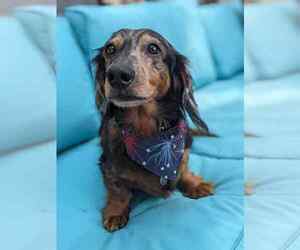 Dachshund Dogs for adoption in Fruitland, SC, USA