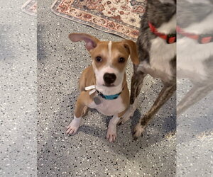 Wonton - Male Labrador Retriever-Unknown Mix Dog for Adoption - Photo #5