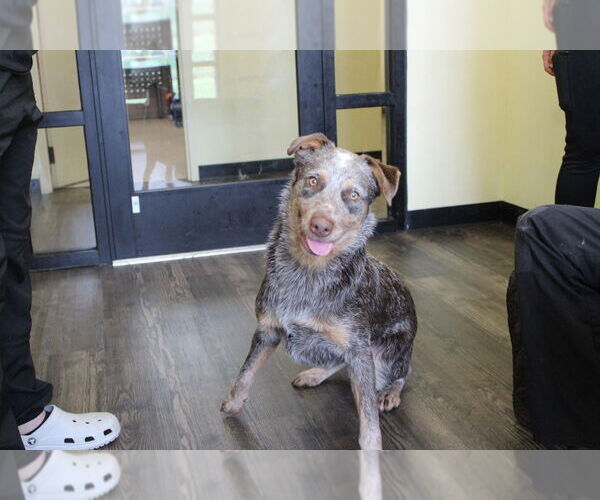 Medium Photo #2 Mutt Puppy For Sale in Chestertown, MD, USA