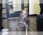 Small #1 Mutt