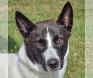 Border Collie-Unknown Mix Dogs for adoption in Huntley, IL, USA