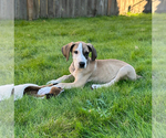 Puppy Rufus Great Dane