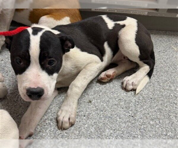 Medium Photo #1 American Pit Bull Terrier-Unknown Mix Puppy For Sale in Pasadena, TX, USA