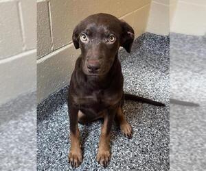 Treeing Walker Coonhound-Unknown Mix Dogs for adoption in Brewster, MA, USA