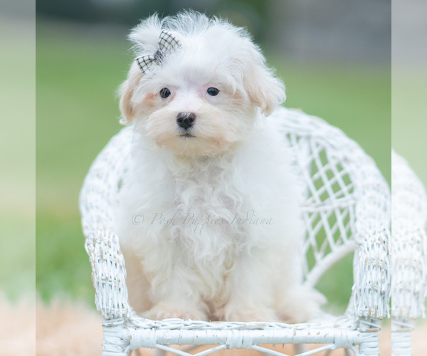 Medium Photo #47 Maltipoo (Miniature) Puppy For Sale in WARSAW, IN, USA
