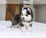 Binx Teacup - Male Pomsky Puppy for Sale - Photo #5