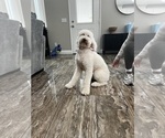 Small Photo #1 Goldendoodle Puppy For Sale in HESPERIA, CA, USA