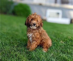 Poodle (Miniature) Puppy for sale in STRASBURG, PA, USA