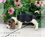 Small #2 Basset Hound