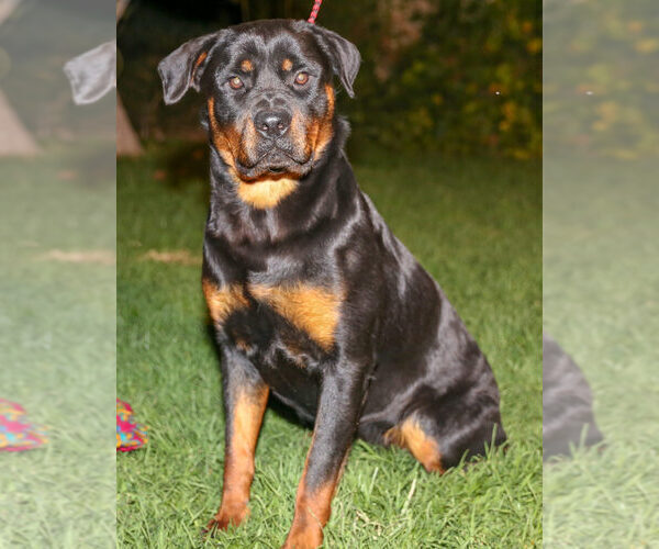 Medium Photo #5 Rottweiler Puppy For Sale in AUGUST F. HAW, CA, USA