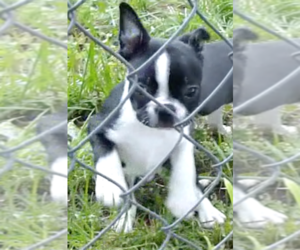 Boston Terrier Puppy for sale in CRKD RVR RNCH, OR, USA