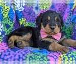 Small Photo #4 Rottle Puppy For Sale in KIRKWOOD, PA, USA