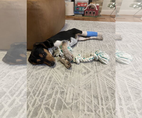 Medium Photo #4 American Foxhound-Beagle Mix Puppy For Sale in Holly Springs, NC, USA