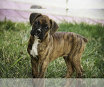 Small #5 Boxer