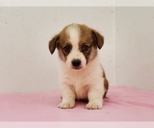 Pembroke Welsh Corgi Puppy for sale in CLARK, MO, USA