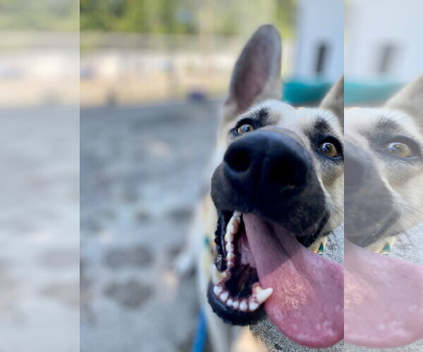 Medium Photo #7 German Shepherd Dog-Unknown Mix Puppy For Sale in Rockaway, NJ, USA