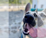 Small #6 German Shepherd Dog Mix