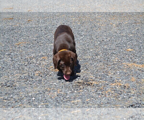 Medium Photo #21 Labrador Retriever Puppy For Sale in GREENWOOD, WI, USA
