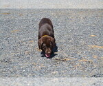 Small Photo #21 Labrador Retriever Puppy For Sale in GREENWOOD, WI, USA