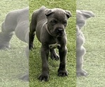 Small #4 Cane Corso