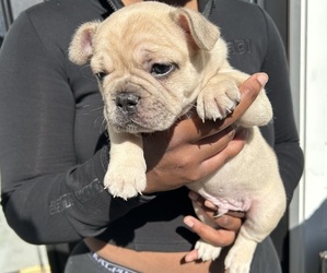 French Bulldog Puppy for sale in HOUSTON, TX, USA