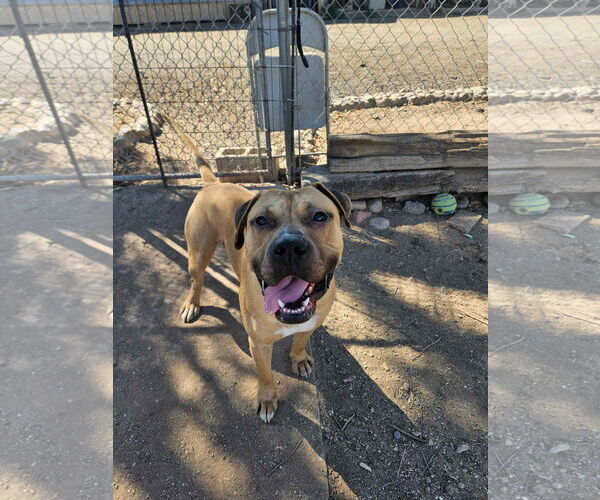 Medium Photo #1 Boxer-Great Dane Mix Puppy For Sale in El Centro, CA, USA