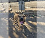 Small Boxer-Great Dane Mix