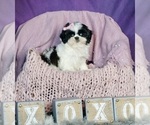 Small Photo #9 Shih Tzu Puppy For Sale in WARSAW, IN, USA