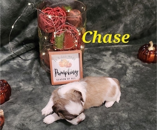 Medium Photo #7 Havanese Puppy For Sale in ALBION, PA, USA