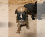 Small Photo #13 Boxer Puppy For Sale in BAKERSFIELD, CA, USA