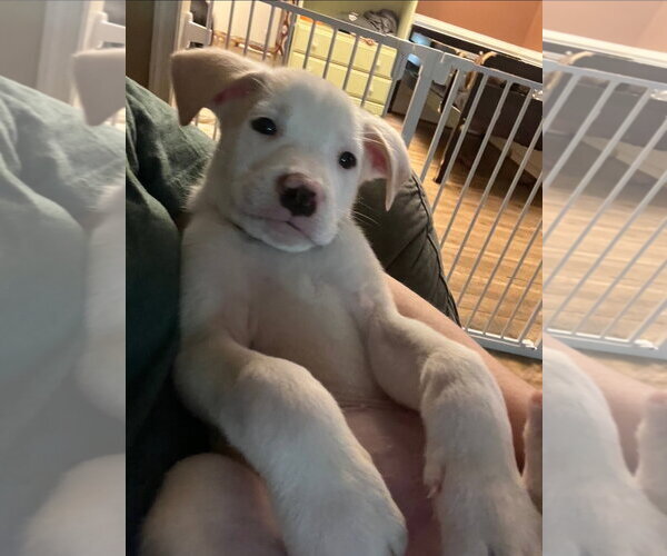 Medium Photo #3 American Pit Bull Terrier-American Staffordshire Terrier Mix Puppy For Sale in Chester, VA, USA