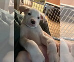 Small #2 American Pit Bull Terrier-American Staffordshire Terrier Mix