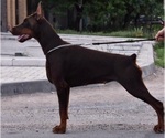 Small Photo #10 Doberman Pinscher Puppy For Sale in PORTLAND, OR, USA
