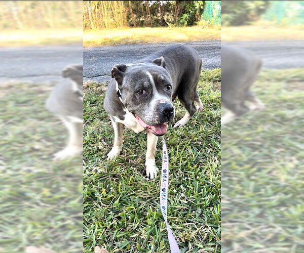 Medium Photo #9 Staffordshire Bull Terrier Puppy For Sale in Weston, FL, USA