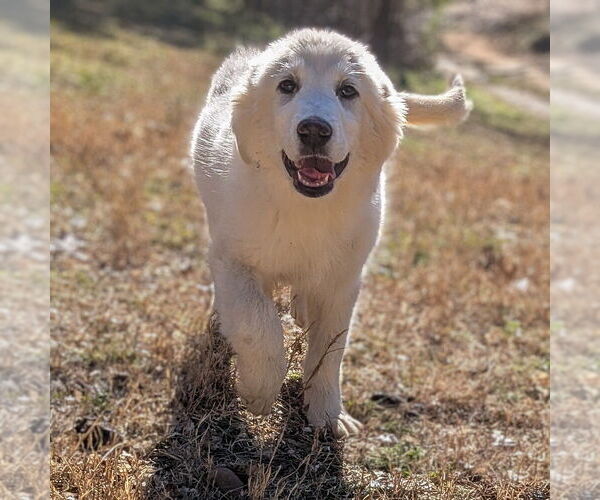 Medium Photo #2 Great Pyrenees Puppy For Sale in Vail, AZ, USA
