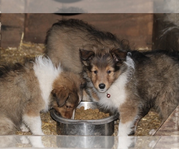 Medium Photo #3 Shetland Sheepdog Puppy For Sale in CLAYTON, WA, USA