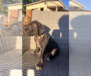 American Pit Bull Terrier-Great Dane Mix Puppy for sale in MESA, AZ, USA