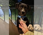 Small #1 American Pit Bull Terrier-Labrador Retriever Mix