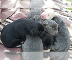 Image preview for Ad Listing. Nickname: Litter of 6