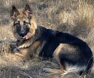 Mother of the King Shepherd puppies born on 09/30/2022