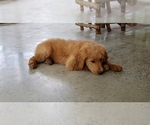 Small Photo #10 Goldendoodle Puppy For Sale in CLARKSVILLE, TX, USA