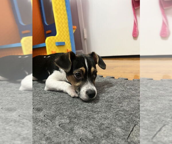 Medium Photo #2 Jack Chi Puppy For Sale in Brooklyn, NY, USA