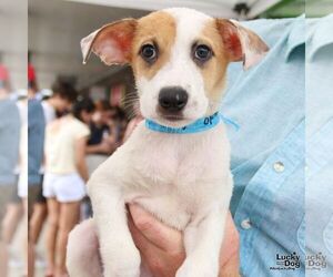 Mutt Dogs for adoption in Washington, DC, USA