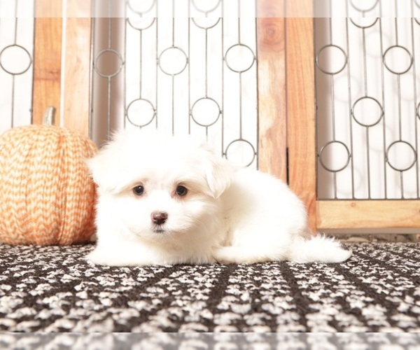 Medium Photo #2 Havanese Puppy For Sale in NAPLES, FL, USA