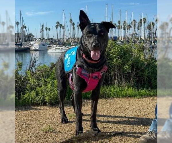 Medium Photo #1 Mutt Puppy For Sale in Camarillo, CA, USA