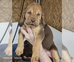 Puppy Tan Paws Bloodhound