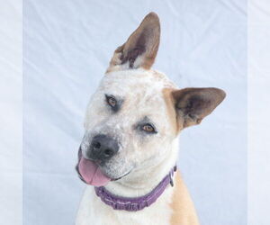 Mutt Dogs for adoption in Pasadena, CA, USA